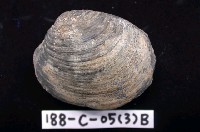 藏品(其他海蛤)的圖片